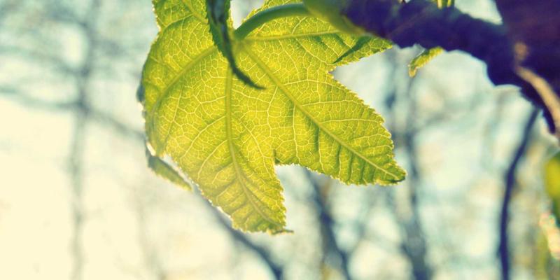 赛博朋克酒店的未来蓝图：揭秘卡萨阿尔帕科如何以可持续奢华重塑旅游住宿体验